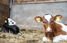 Op de boerderij