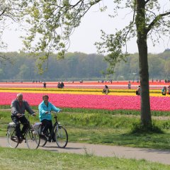 Lisse_keukenhof_fietsers.jpg